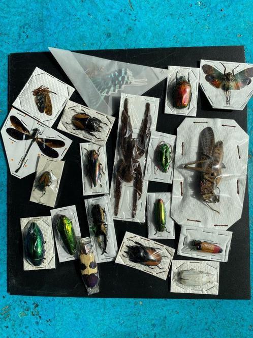 vlinders,cicade, schorpioen, kevers, vogelspin sprinkhaan, Verzamelen, Dierenverzamelingen, Nieuw, Opgezet dier, Insect, Ophalen of Verzenden