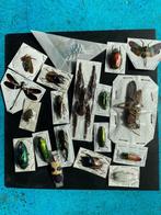 papillons, cigales, scorpions, coléoptères, pour la pratique, Collections, Insecte, Animal empaillé, Enlèvement ou Envoi, Neuf