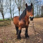 Cheval de ferme Ardenner, étalon de 10 ans