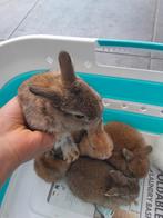 Lapin nain à vendre, Animaux & Accessoires, Plusieurs animaux, Nain, 0 à 2 ans