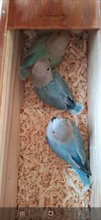 À vendre Dwarf perrot coli, Perroquet