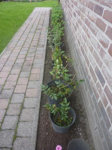 wintervaste planten beschikbaar voor biedingen