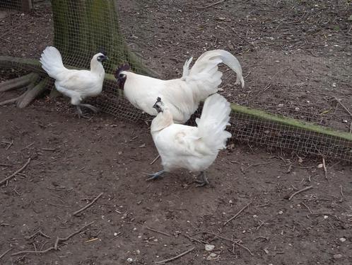 Poussins Ga H'Mong, Dieren en Toebehoren, Pluimvee, Kip, Geslacht onbekend