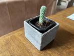Cactusje in leuke vierkante cache-pot, Cactus, Ophalen of Verzenden, In pot, Bloeiende kamerplant