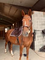 Bijzondere draversmerrie zoekt nieuwe thuis, Dieren en Toebehoren, Paarden, Niet van toepassing, 7 tot 10 jaar, 160 tot 165 cm
