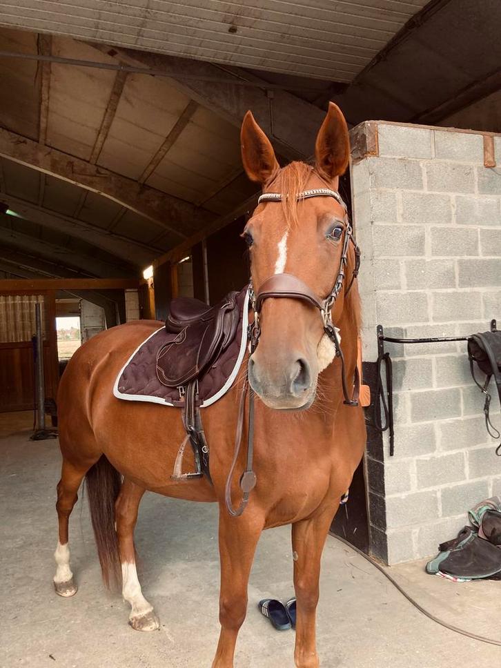 Bijzondere draversmerrie zoekt nieuwe thuis, Dieren en Toebehoren, Paarden, Merrie, Niet van toepassing, 160 tot 165 cm, 7 tot 10 jaar