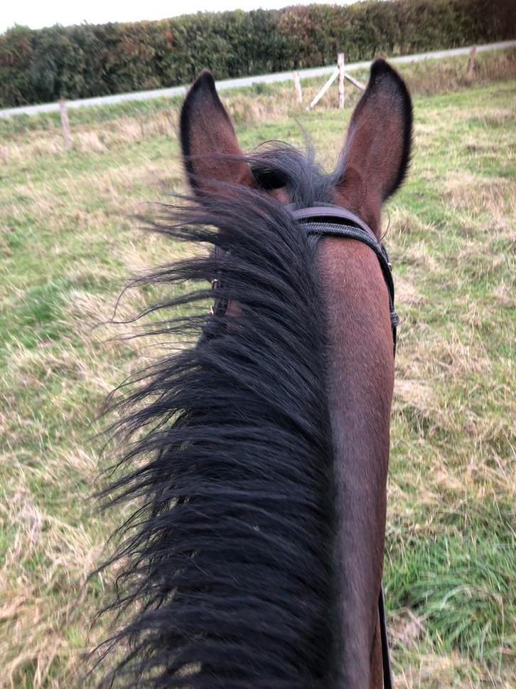 Leuk recreatie/familie paard, Dieren en Toebehoren, Paarden, Ruin, L, 160 tot 165 cm, 11 jaar of ouder, Recreatiepaard, Gechipt