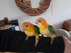 Handtamme roestkop caique, Dieren en Toebehoren, Vogels | Parkieten en Papegaaien
