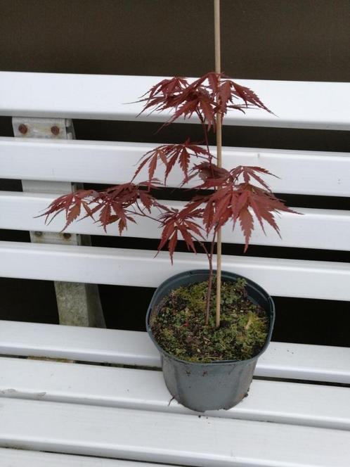 Acer Palmatum; Japanse Esdoorn: 4 jaar oud en in 5l pot: 15€, Tuin en Terras, Planten | Struiken en Hagen, Struik, Esdoorn, Minder dan 100 cm