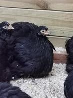 Cochin kriel hennetjes
