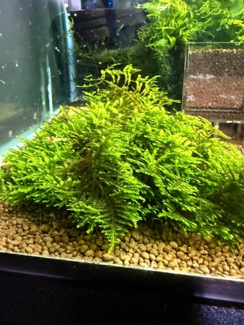 Spickey moss, Dieren en Toebehoren, Vissen | Aquaria en Toebehoren, Ophalen of Verzenden