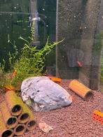 Orange sakura, Dieren en Toebehoren, Kreeft, Krab of Garnaal