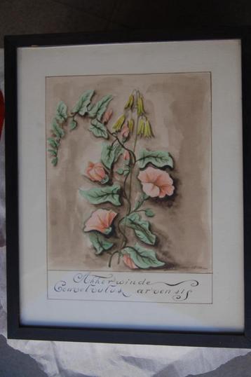 Aquarellen kruiden medicinale plant hout kader uniek stukken beschikbaar voor biedingen