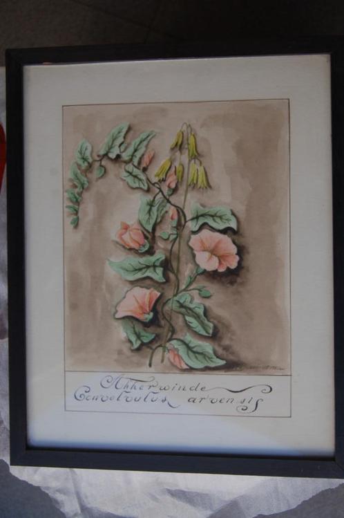 Aquarellen kruiden medicinale plant hout kader uniek stukken, Antiek en Kunst, Kunst | Schilderijen | Klassiek, Ophalen of Verzenden