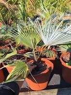 Trachycarpus princeps - blue silver, Tuin en Terras, Ophalen of Verzenden