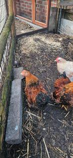 Kriel haantjes, Dieren en Toebehoren, Mannelijk, Kip