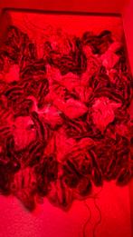 Kuikens japanse kwartels