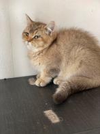 Lief en speels britse korthaar kitten, Dieren en Toebehoren, Katten en Kittens | Raskatten | Korthaar, Poes, Gechipt, 0 tot 2 jaar