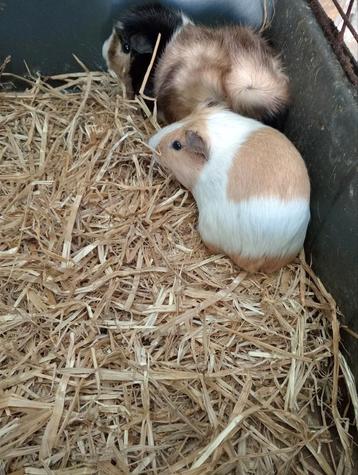 Cavia's  beschikbaar voor biedingen