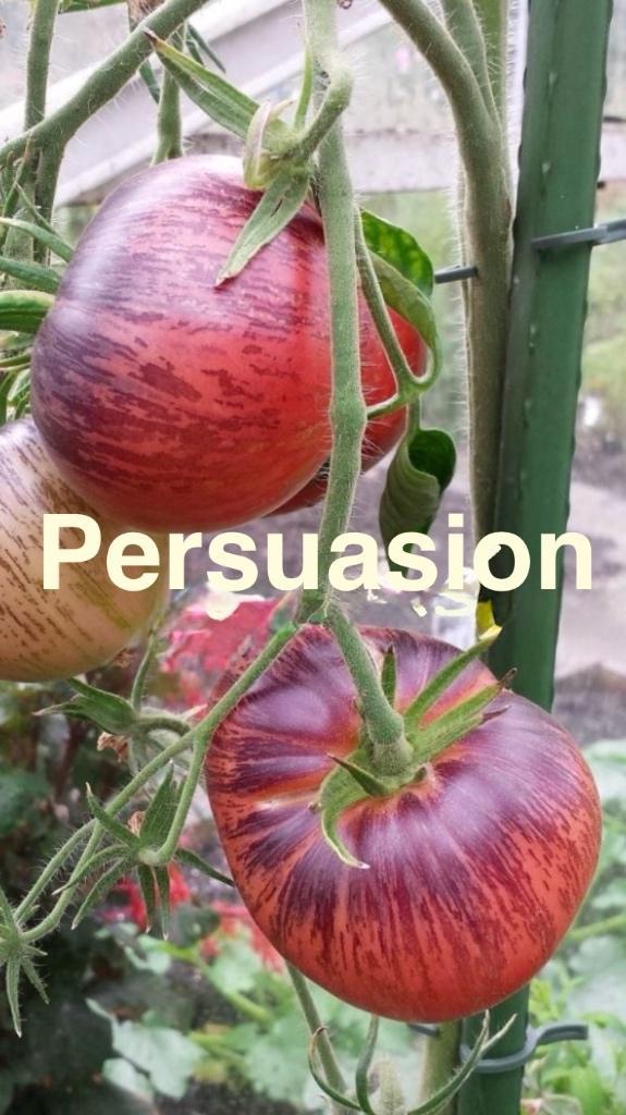 Graines de la très belle tomate Persuasion et autres., Jardin & Terrasse, Bulbes & Semences, Graine, Printemps, Plein soleil, Envoi