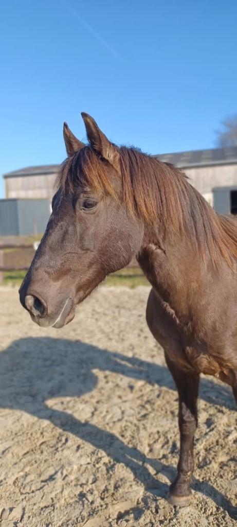 Prachtige spectaculaire rasechte Spaanse ruin, Dieren en Toebehoren, Paarden, Ruin, M, 160 tot 165 cm, 11 jaar of ouder, Dressuurpaard
