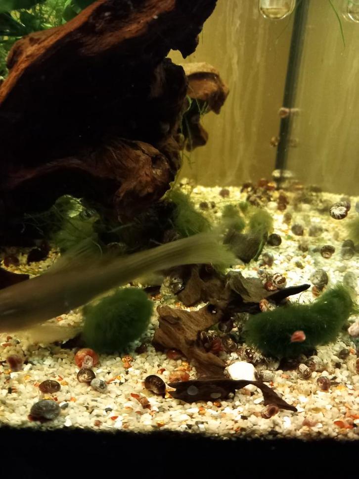 200 voor 8 euro: 0,04 euro per stuk + gratis
Slakken plannen, Dieren en Toebehoren, Vissen | Aquariumvissen