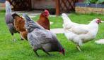 Poules pondeuses brunes, blanches et noires, œufs directs -, Poule ou poulet