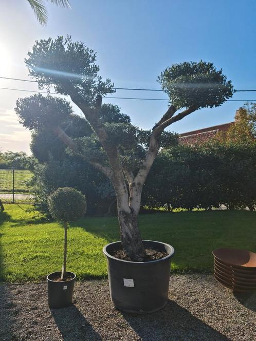 Olijfboom Olea Europaea pompon, Jardin & Terrasse, Plantes | Arbres, Olivier, Enlèvement