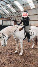 Verzorgpaard gezocht, Animaux & Accessoires, Chevaux