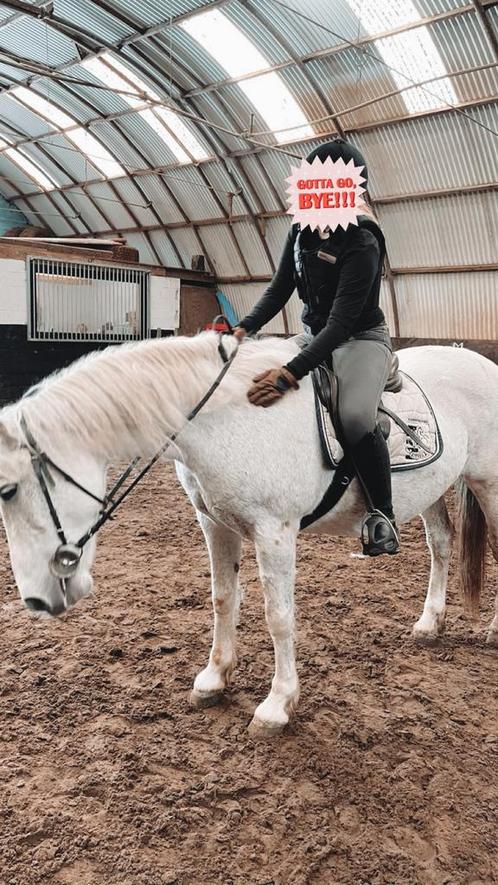 Verzorgpaard gezocht, Dieren en Toebehoren, Paarden