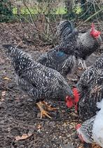 hanen te koop (verschillende kleuren), Mannelijk, Kip