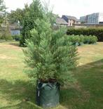 2,5 meter Giant Sequoia / Mammoet bomen, Bloeit niet, Overige soorten, 100 tot 250 cm, Ophalen