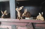 Belgische hazen, Animaux & Accessoires, Lapins
