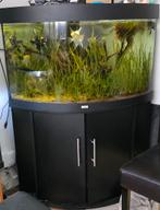 Prachtige vissen: 2 kweekvissen en 1 mannetje., Ophalen