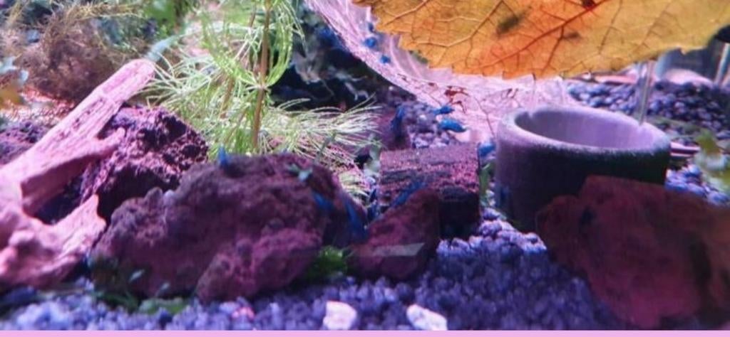 Blue dream garnalen, Dieren en Toebehoren, Vissen | Aquariumvissen