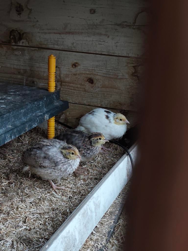 Japanse celadon kwartel kuikens, Sexe inconnu