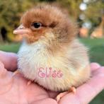 Kuikens kleurlegger groenlegger olijflegger kippen, Dieren en Toebehoren, Kip