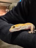 Luipaardgekko tam mannetje zoekt nieuw huisje, Hagedis, Tam, 0 tot 2 jaar