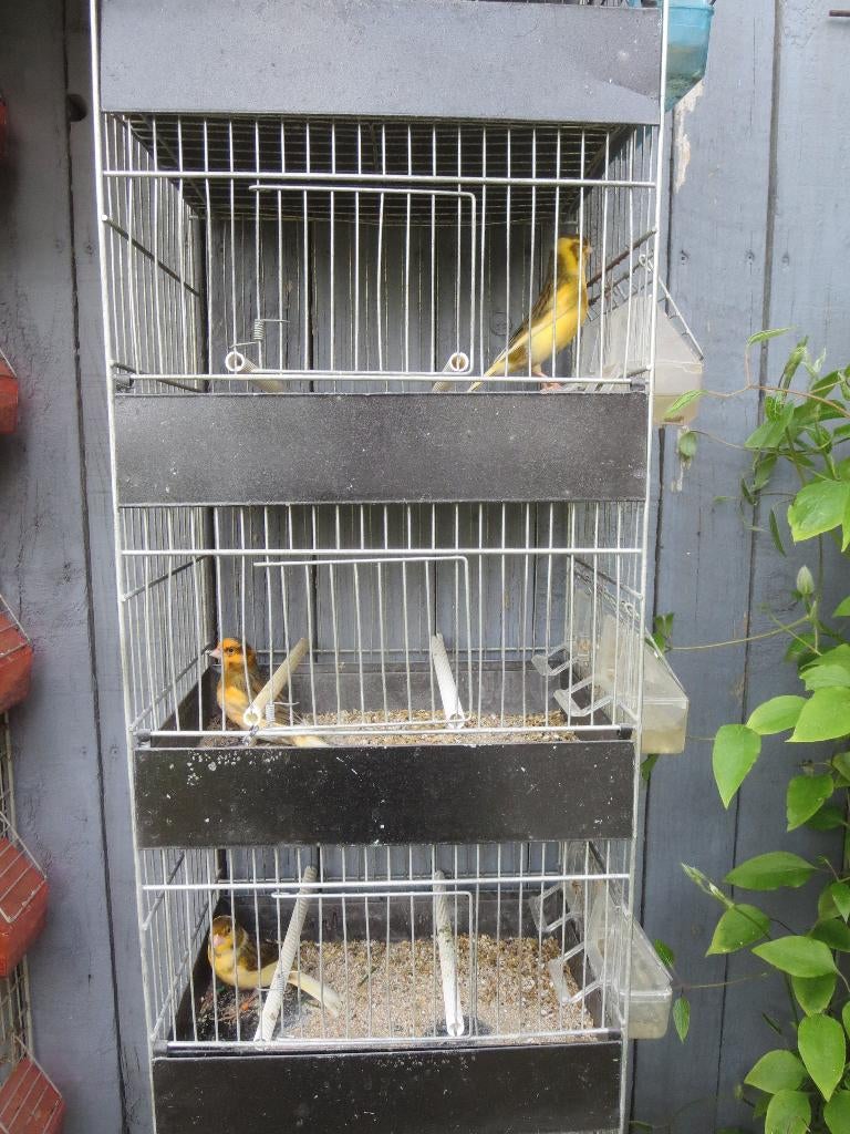 Mannelijke zingende kanarie, Dieren en Toebehoren, Vogels | Kanaries, Mannelijk