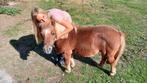 GEZOCHT:Gezelschapspony voor Pony, Ophalen, Bruin, BR