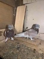 Pigeon duiven sur charleroi, Animaux & Accessoires