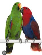 Gezocht: edelpapegaaien, Dieren en Toebehoren, Geringd