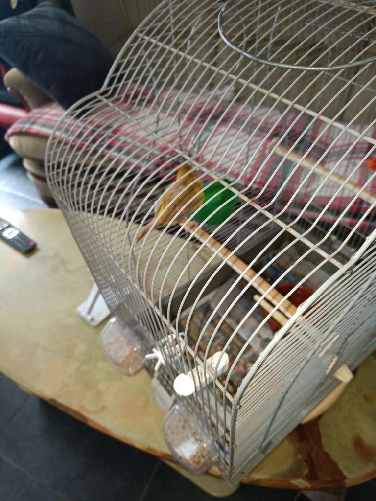 canari pop, Dieren en Toebehoren, Vrouwelijk, Zangkanarie