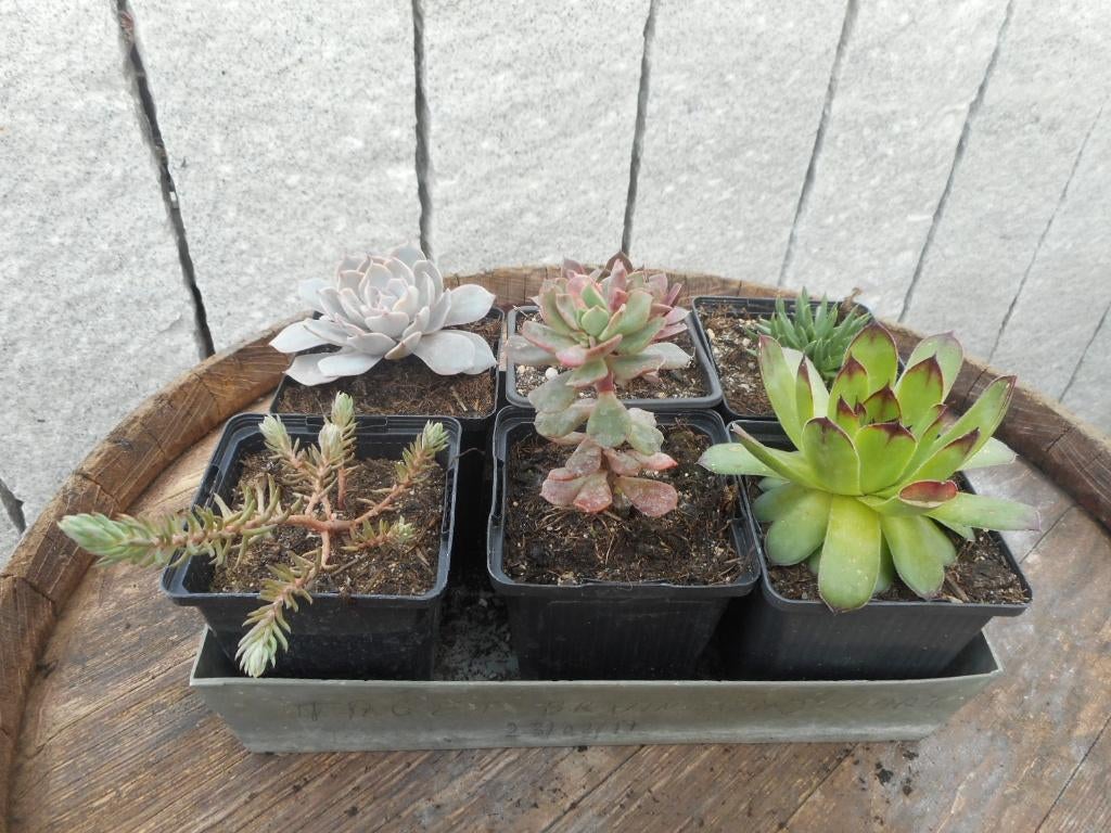 planten, Jardin & Terrasse, Plantes | Jardin, Plein soleil, Été, Plante fixe, Enlèvement ou Envoi