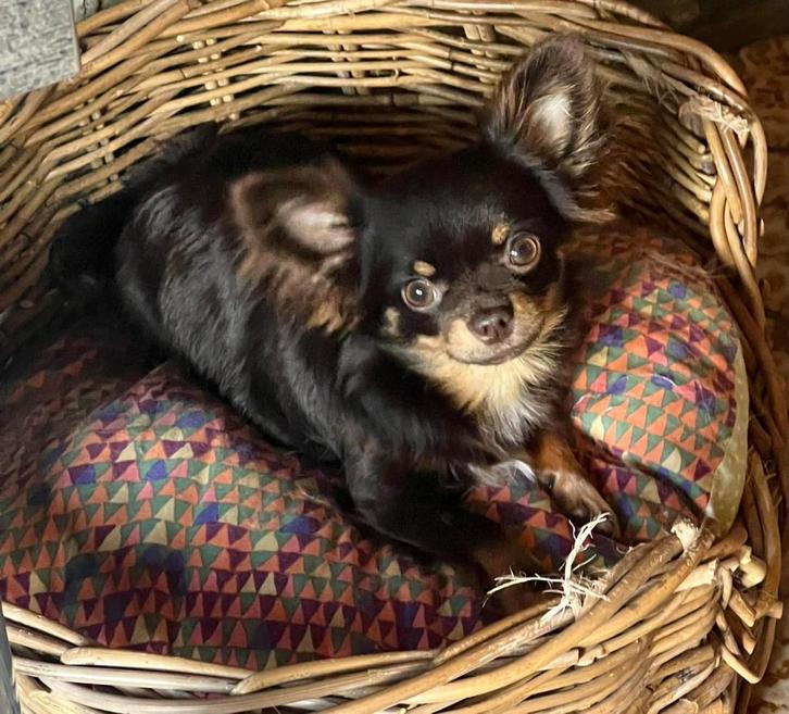 Choco chihuahua teefje van 3 jaar met stamboom, Dieren en Toebehoren, Honden | Chihuahua's en Gezelschapshonden, Teef, Chihuahua
