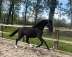 goed bewegende merrie te koop, Cheval de dressage, Débourré, 165 à 170 cm, Avec pedigree