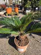 Cycas Revoluta - Vredespalm, Ophalen