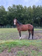 4-jarige ruin, Asca Z x Quite Capitol, 175 cm ou plus, B, Hongre, Avec pedigree