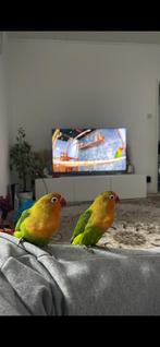 Dwergpapegaai, Dieren en Toebehoren, Geslacht onbekend, Dwergpapegaai of Agapornis