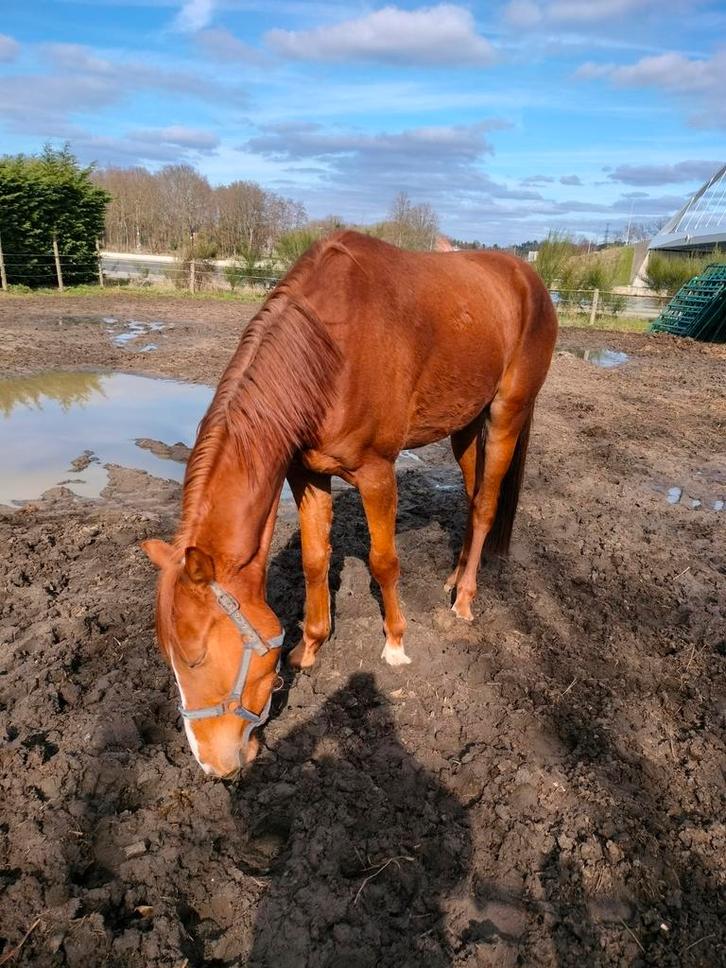 Ruin 4 jaar, Dieren en Toebehoren, Paarden, Ruin